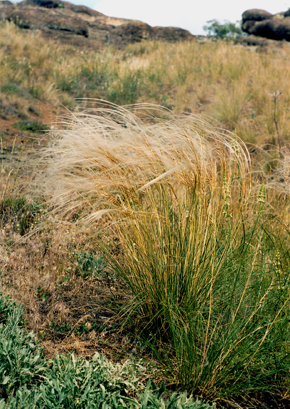 Image of Stipa graniticola specimen.