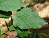 Acer tataricum