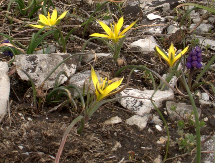Image of genus Gagea specimen.
