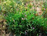 Astragalus kustanaicus