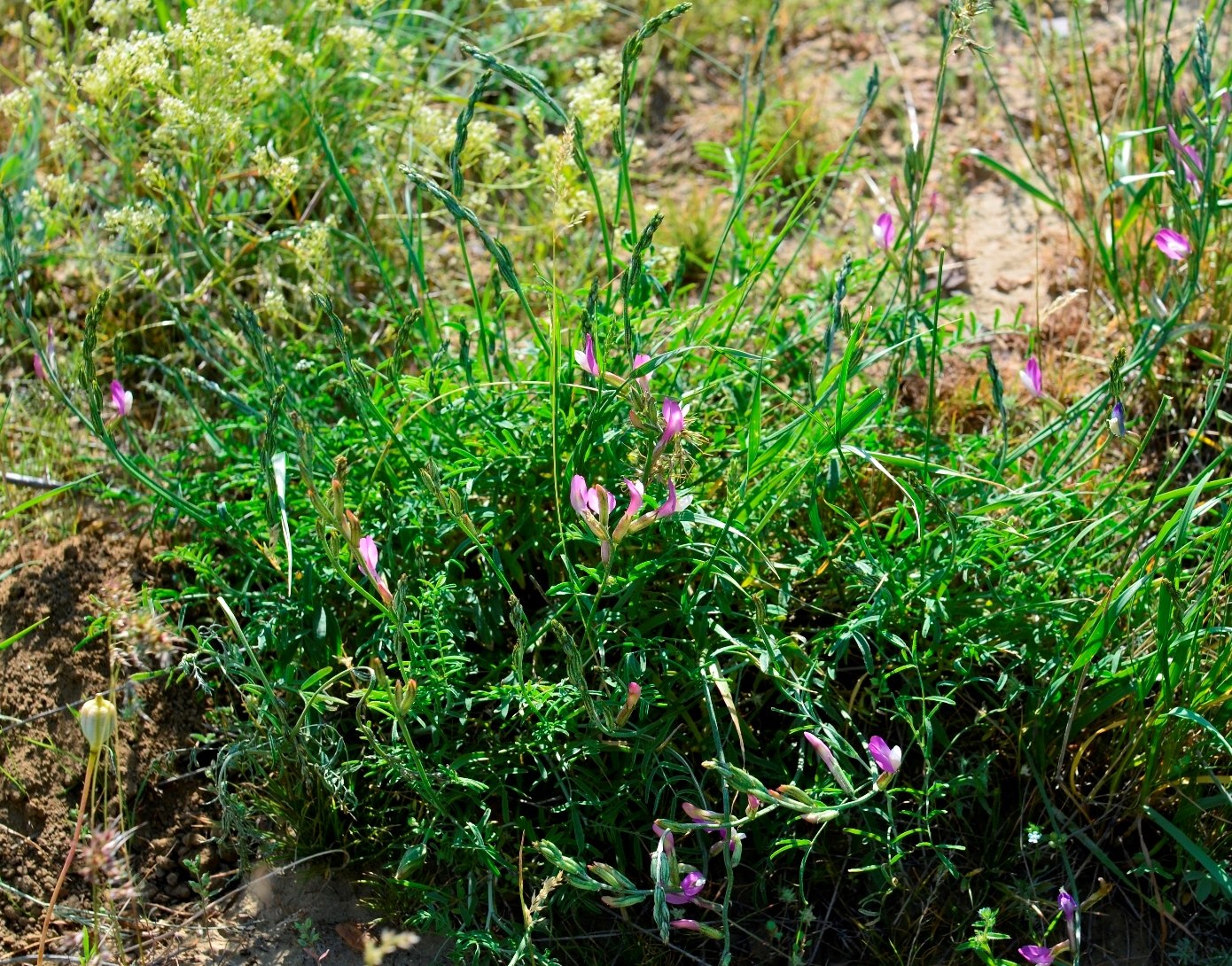 Изображение особи Astragalus kustanaicus.