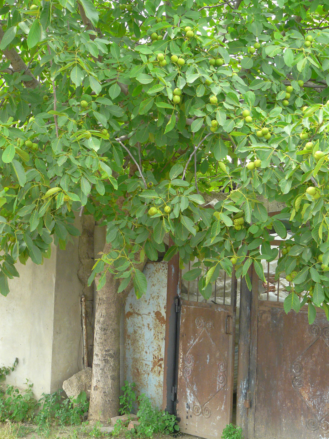 Image of Juglans regia specimen.