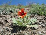 Glaucium elegans