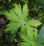 Geranium sylvaticum. Лист с гуттационными каплями. Пермский край, Оханский р-н, Тулумбаихинское сельское поселение, Кунчурихинский бор, обочина лесной дороги вдоль смешанного леса. 03.09.2016.