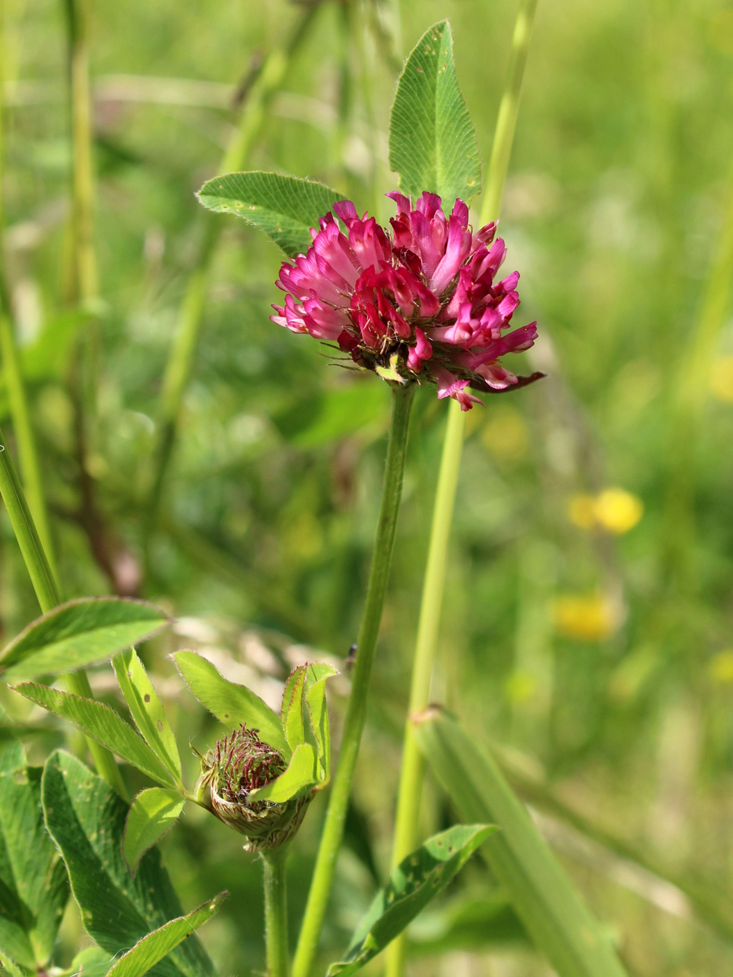 Изображение особи Trifolium medium.