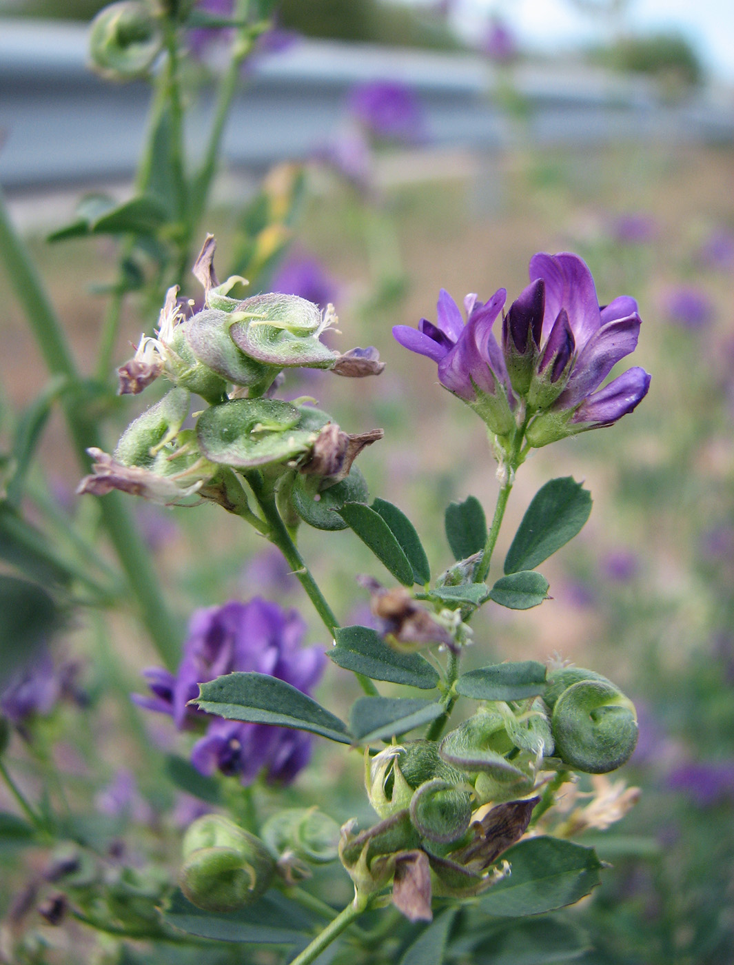 Image of Medicago × varia specimen.