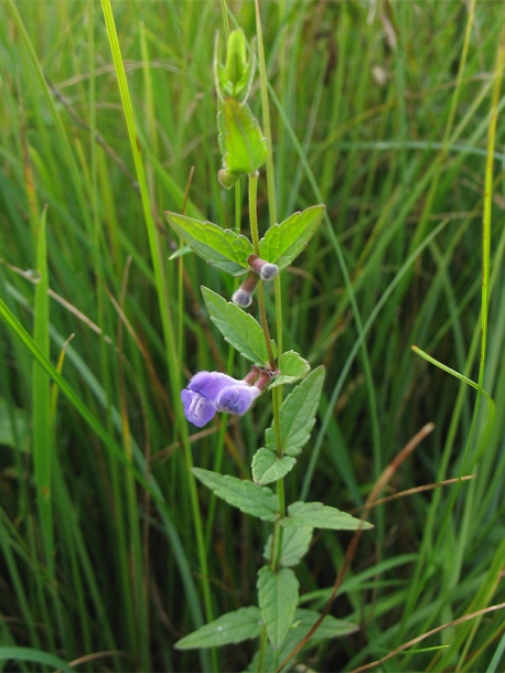 Image of Scutellaria galericulata specimen.