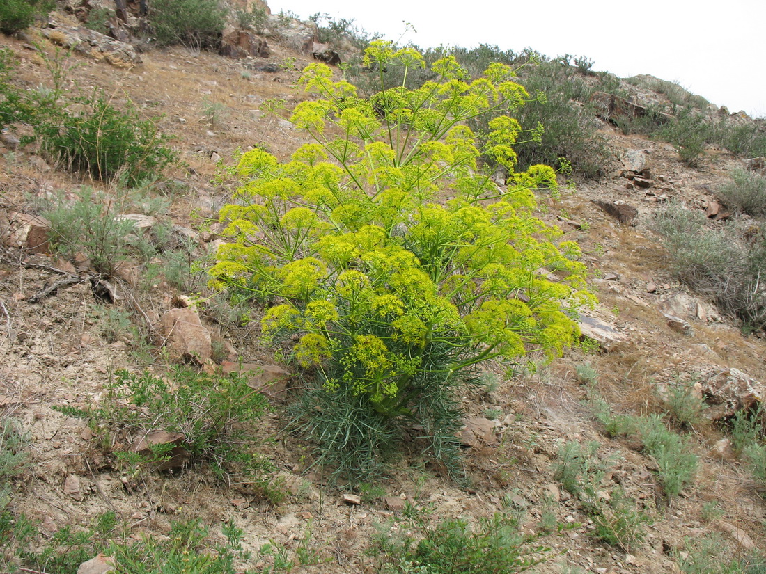 Изображение особи Ferula varia.