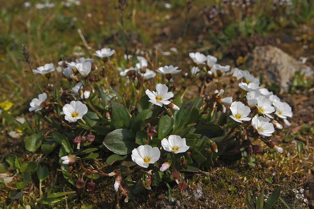 Image of Claytonia joanneana specimen.