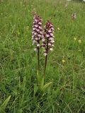 Orchis purpurea. Цветущие растения. ФРГ, земля Северный Рейн-Вестфалия, р-н Ойскирхен, окр. г. Бад-Мюнстерайфель, луговой склон. 30 мая 2010 г.