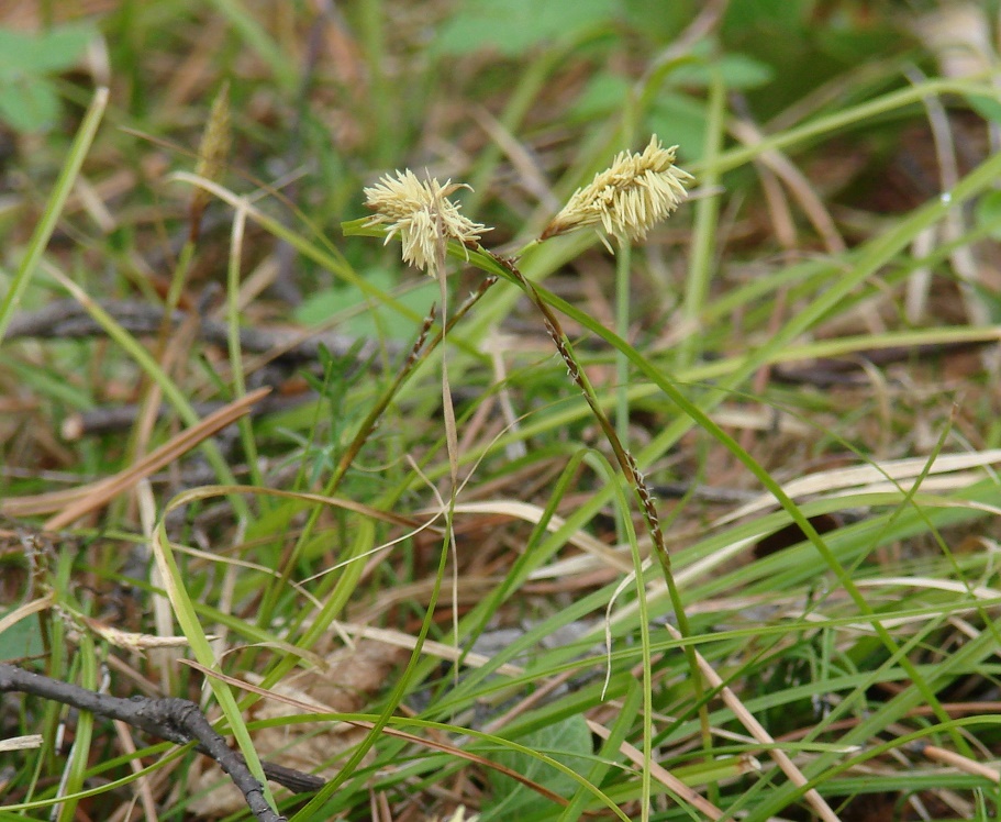 Изображение особи Carex macroura.