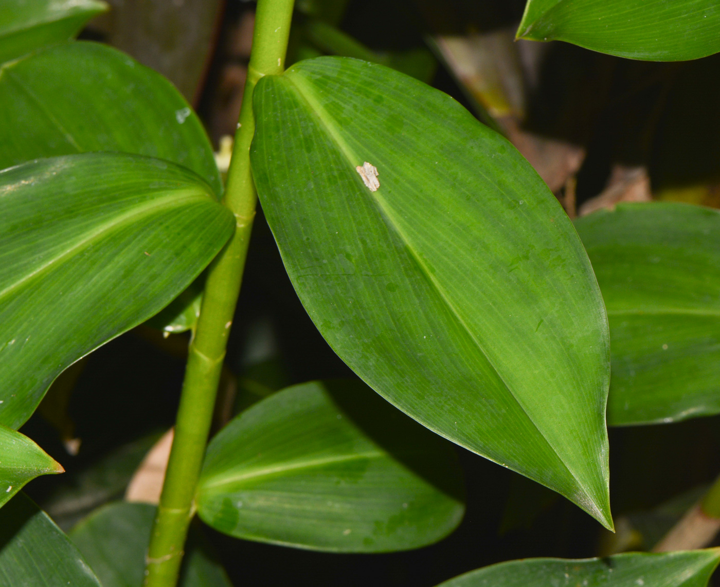 Image of Costus woodsonii specimen.