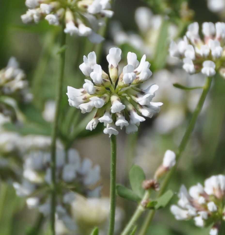 Image of Dorycnium graecum specimen.