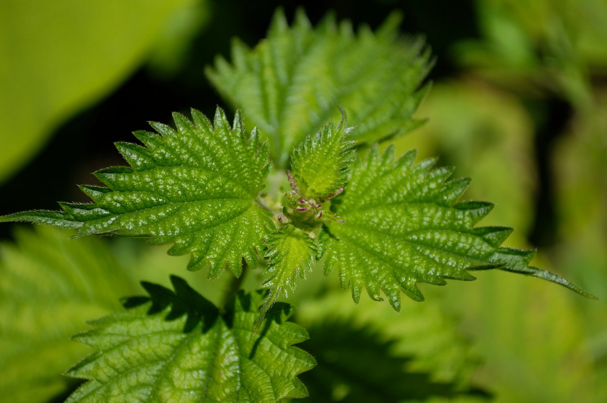 Image of Urtica laetevirens specimen.