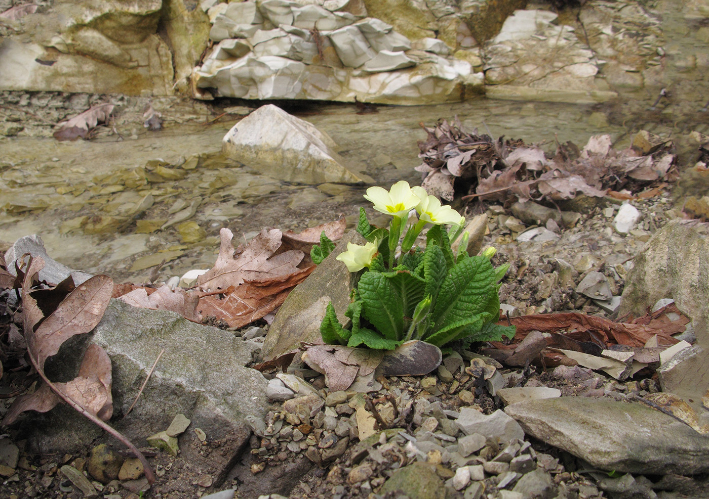 Изображение особи Primula vulgaris.