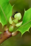 Acanthus ilicifolius. Бутонизирующее соцветие с сидящим муравьём. Таиланд, о-в Пхукет, ботанический сад, берег водоёма. 16.01.2017.