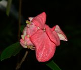 Mussaenda philippica