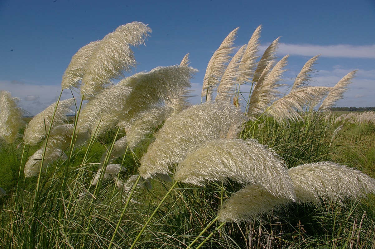 Изображение особи Cortaderia selloana.