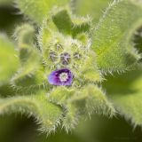 Asperugo procumbens. Верхушка цветущего растения. Саратов, на заброшенном газоне. 03.05.2017.