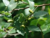 Betula humilis. Часть ветви с соплодиями. Орловская обл., национальный парк \"Орловское полесье\", опушка смешанного леса. 03.07.2007.