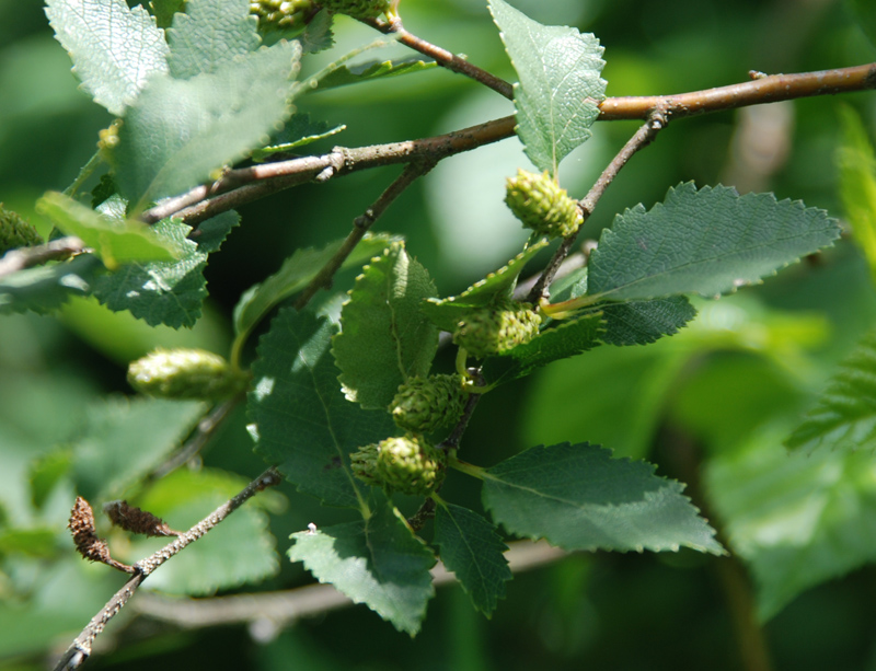 Image of Betula humilis specimen.