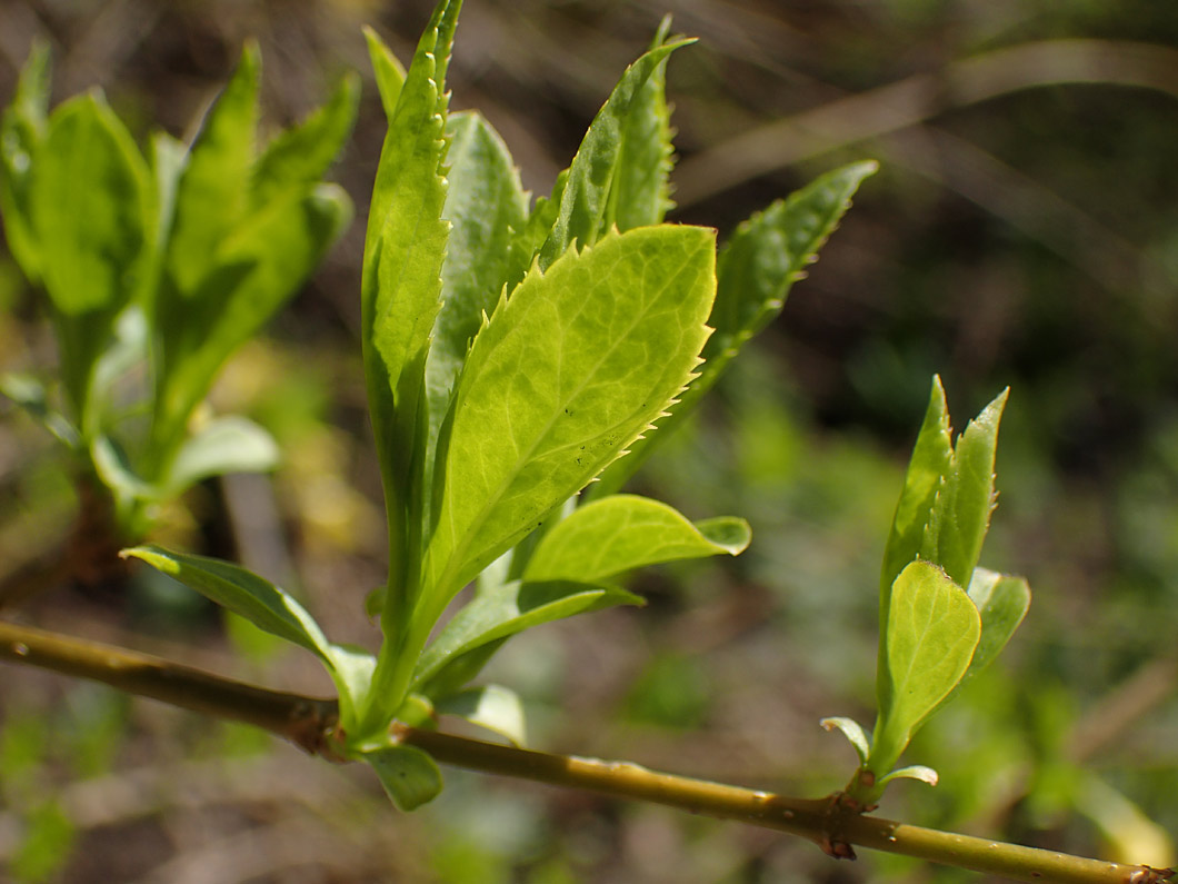 Изображение особи род Forsythia.