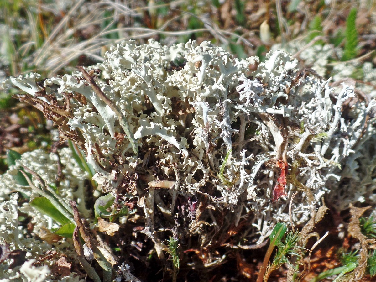 Image of Flavocetraria cucullata specimen.