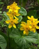 Caltha membranacea