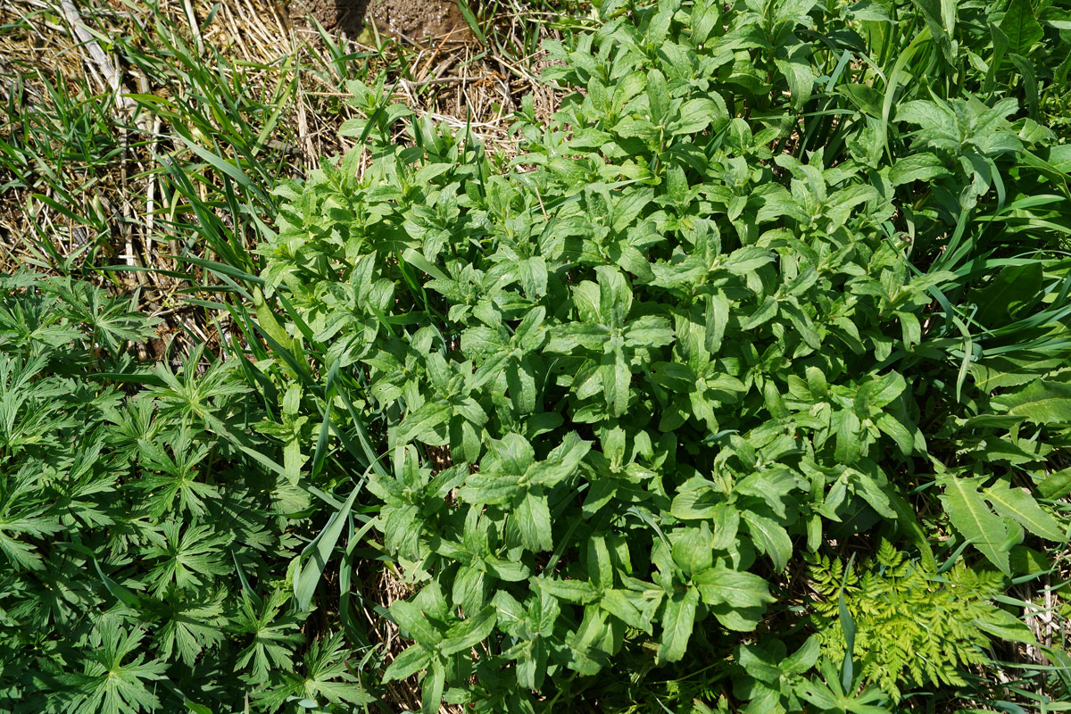 Image of Mentha asiatica specimen.