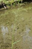 Glyceria fluitans
