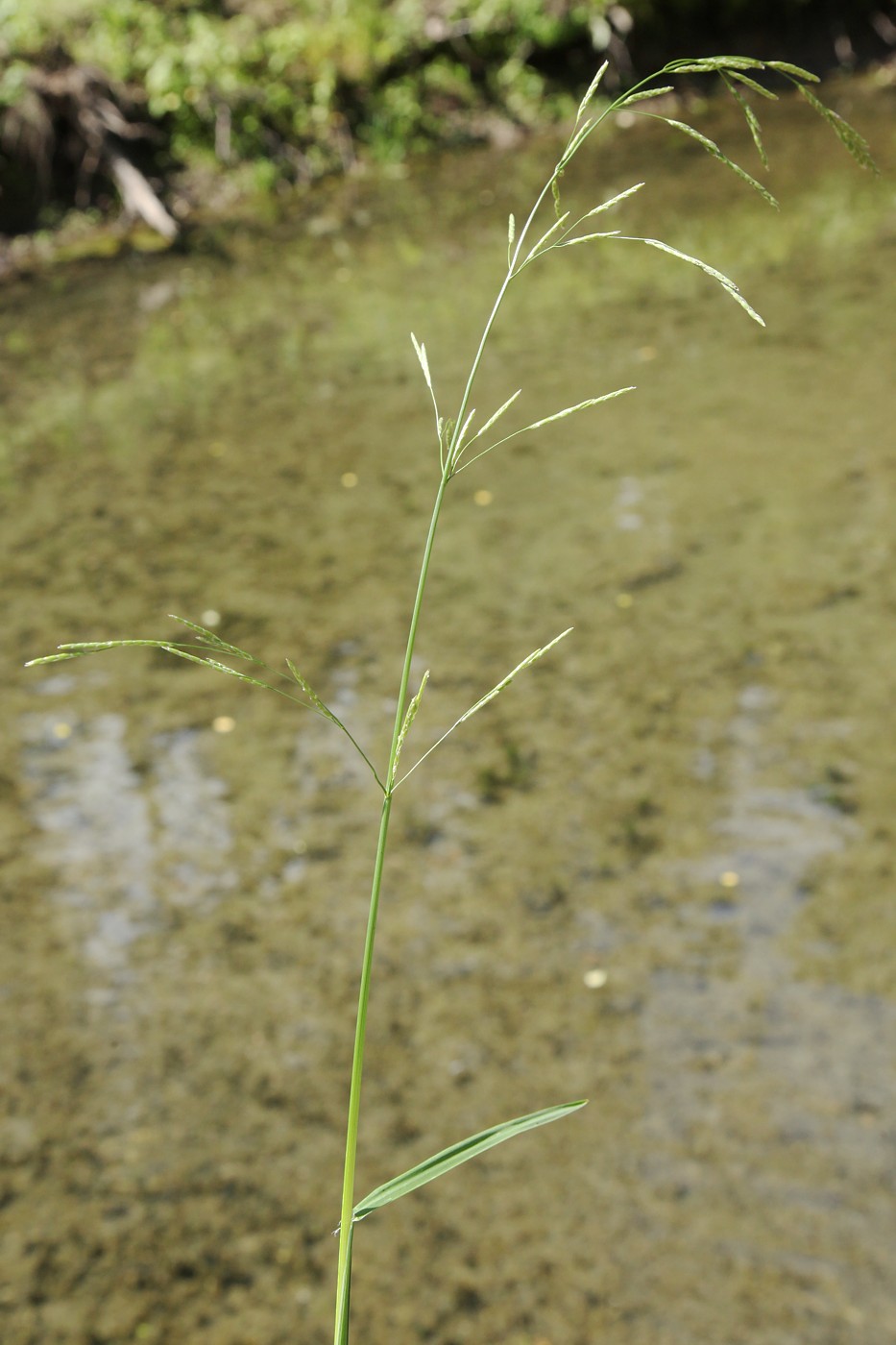 Image of Glyceria fluitans specimen.