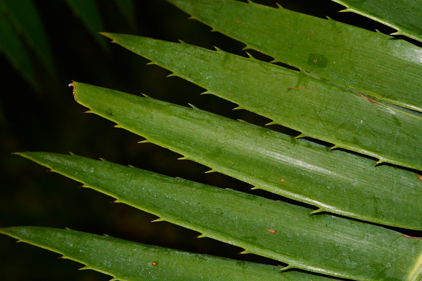 Изображение особи Dioon spinulosum.