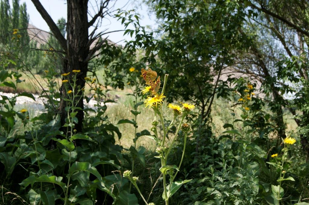 Image of Inula helenium specimen.