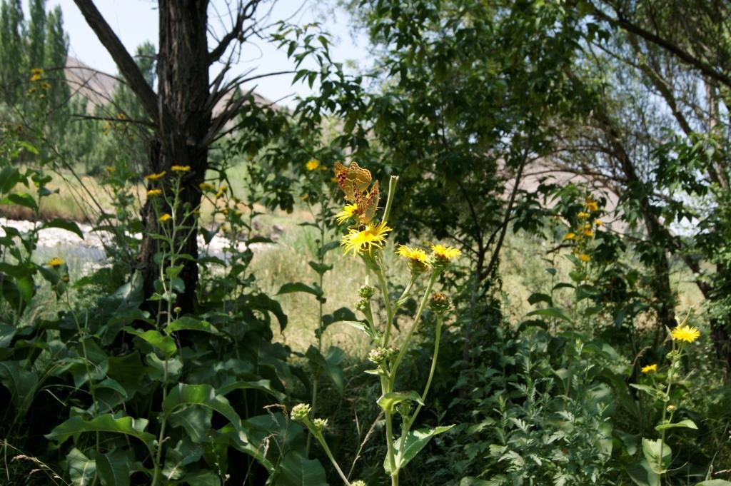 Изображение особи Inula helenium.