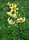 Lilium monadelphum. Верхушка цветущего растения. Адыгея, Фишт-Оштеновский массив, перевал Гузерипльский, ≈ 1900 м н.у.м., субальпийский луг. 04.07.2017.