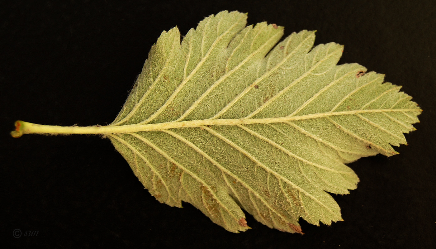 Image of Sorbus intermedia specimen.
