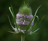 Dipsacus fullonum. Соцветие. Московская обл., Раменский р-н, окр. дер. Хрипань, садовый участок. 07.08.2017.