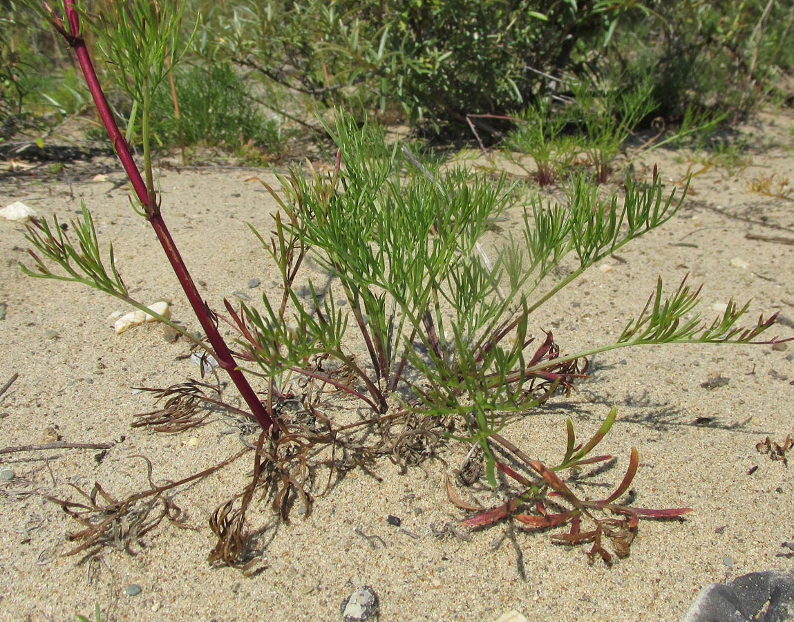 Image of Artemisia commutata specimen.
