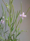 Epilobium palustre