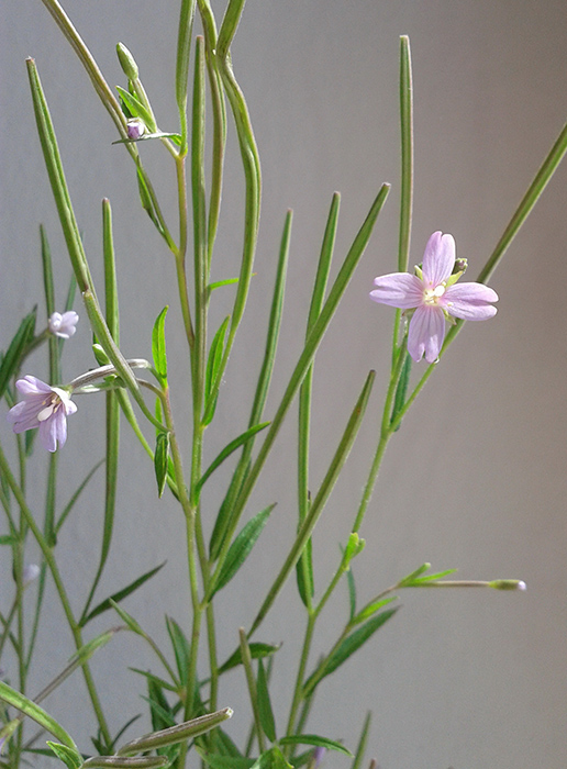 Изображение особи Epilobium palustre.