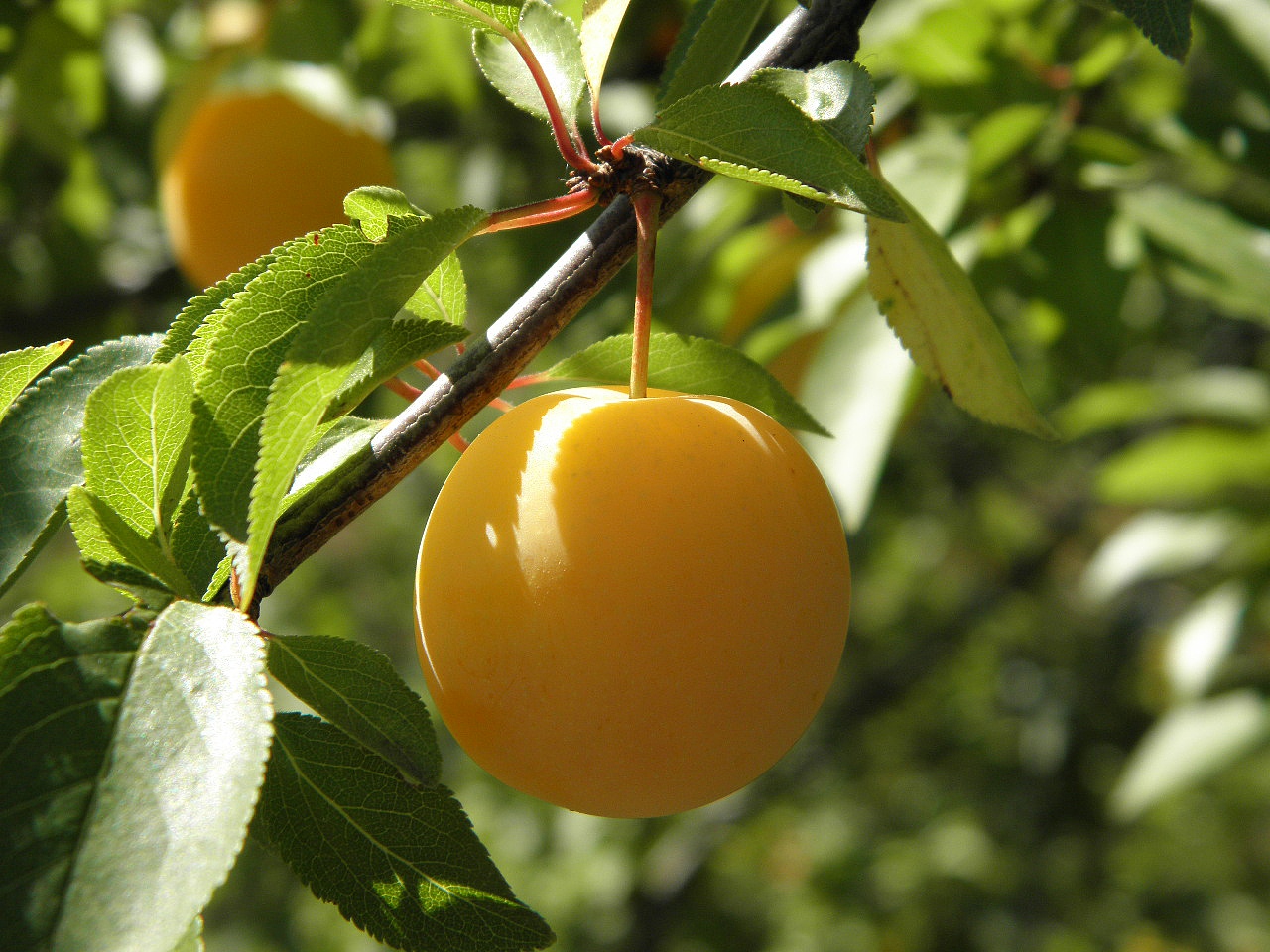 Изображение особи Prunus cerasifera.