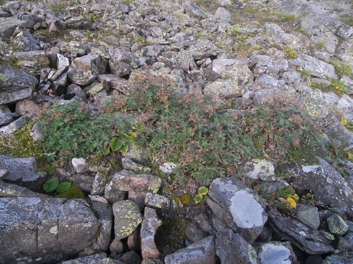 Изображение особи Alchemilla sericea.