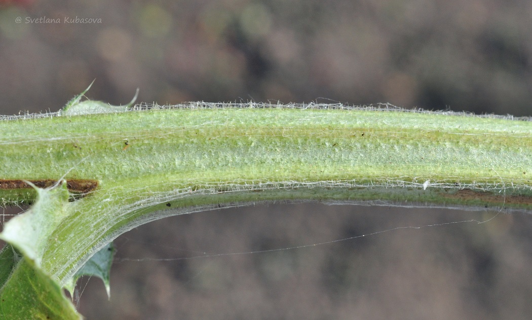 Изображение особи Echinops bannaticus.