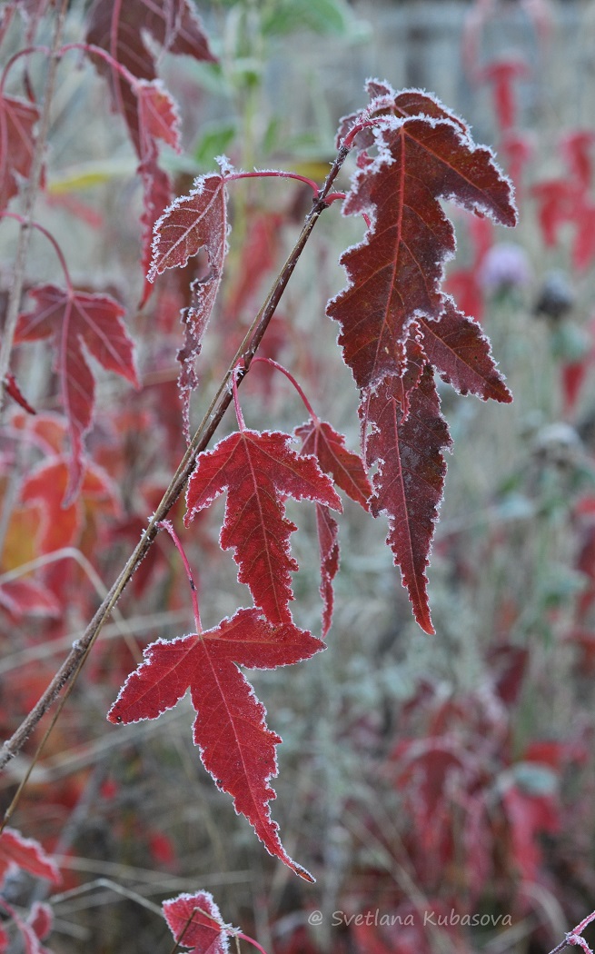 Image of Acer ginnala specimen.