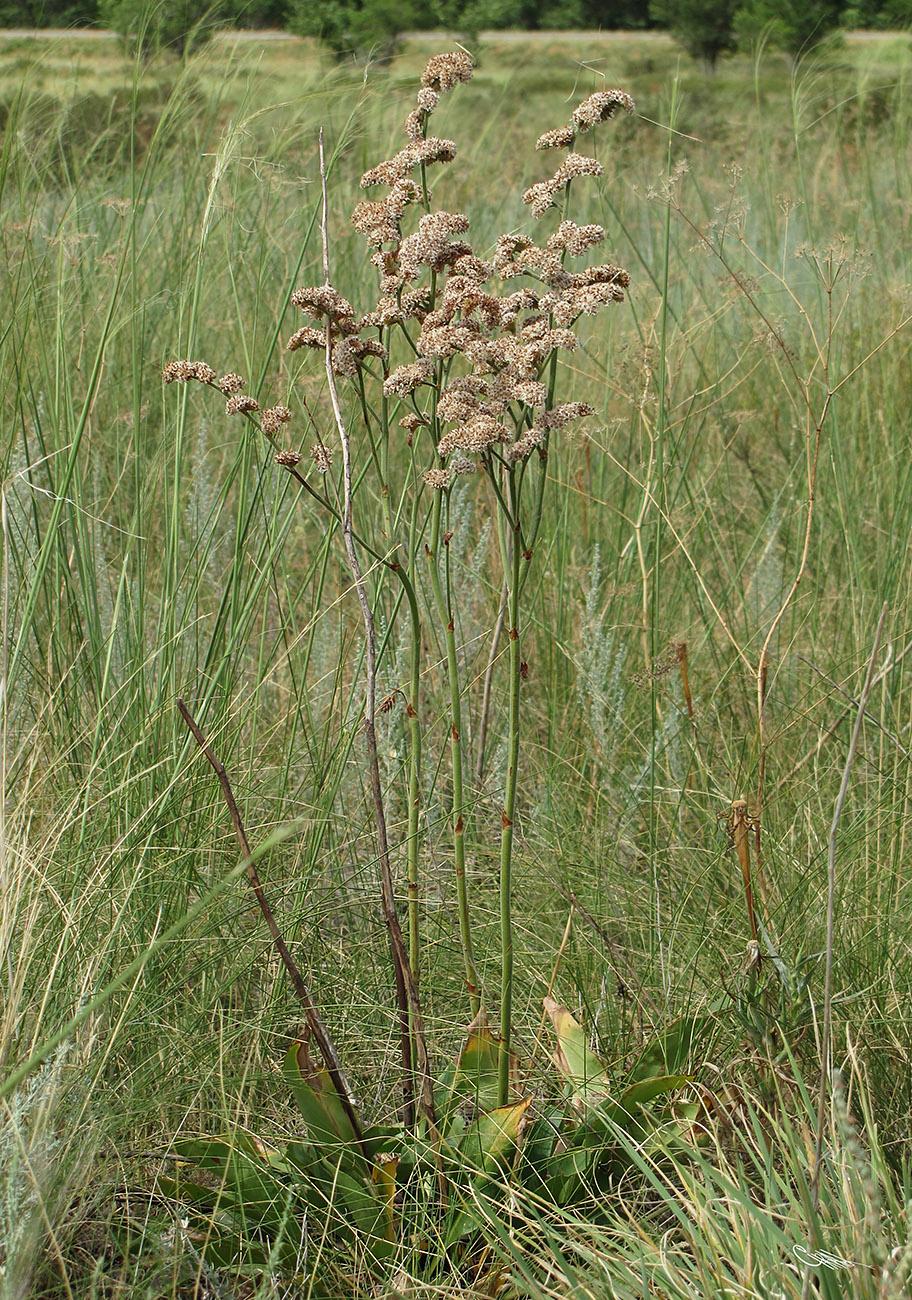 Image of Goniolimon eximium specimen.