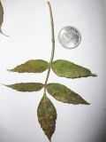 genus Fraxinus