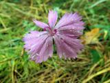 Dianthus pratensis