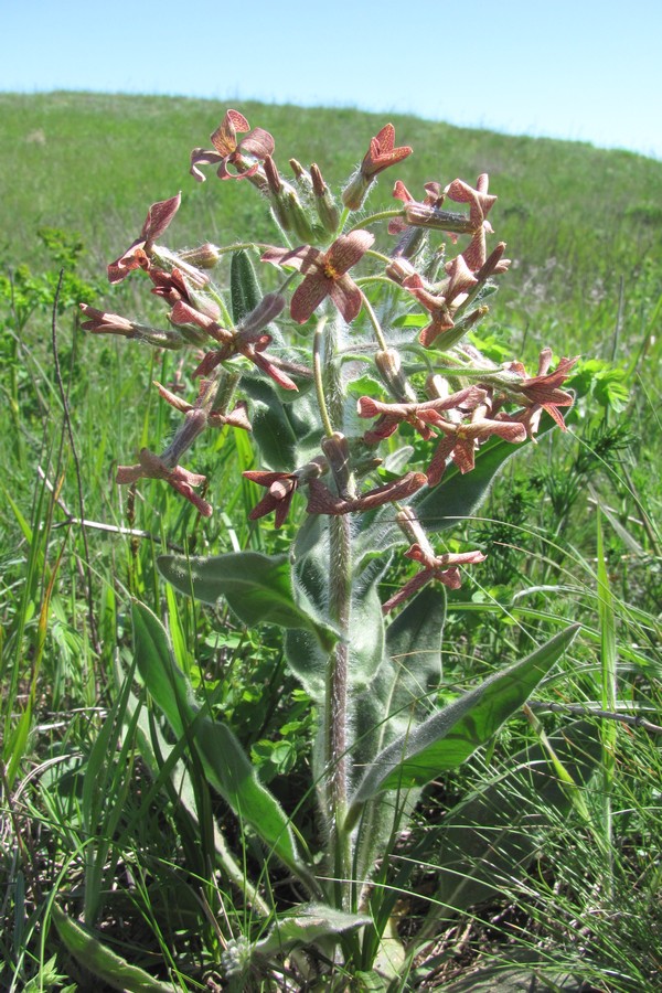 Image of Hesperis tristis specimen.