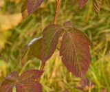 Rubus allegheniensis