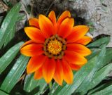 Gazania × hybrida